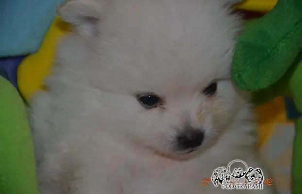 #Szpic miniaturowy #pomeranian FCI # 3