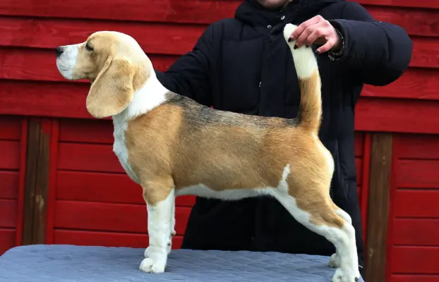 BEAGLE-piesek po championach 7