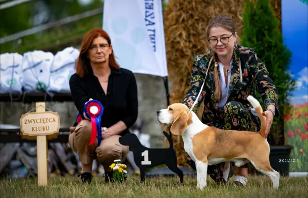 BEAGLE-piesek po championach 9