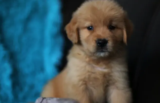 GOLDEN RETRIEVER-ciemnozłote,ZKwP,amerykańska linia, typ 2