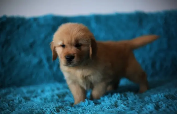 GOLDEN RETRIEVER-ciemnozłote,ZKwP,amerykańska linia, typ 4