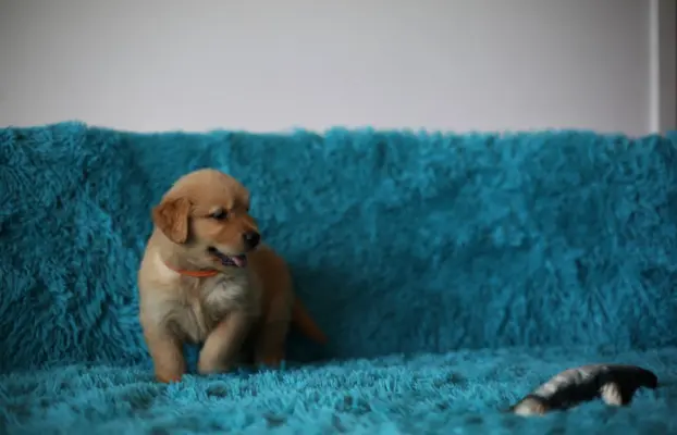 GOLDEN RETRIEVER-ciemnozłote,ZKwP,amerykańska linia, typ 5