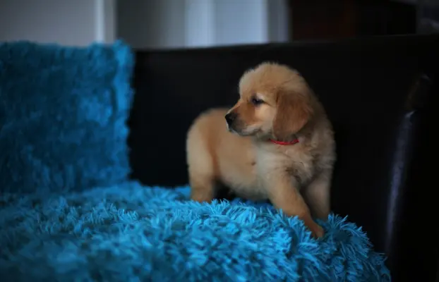 GOLDEN RETRIEVER-ciemnozłote,ZKwP,amerykańska linia, typ 1