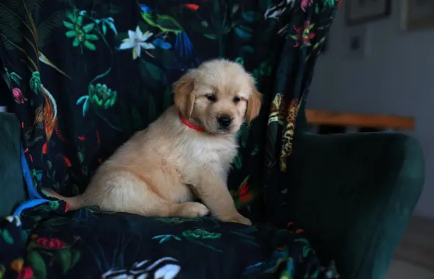 GOLDEN RETRIEVER-ciemnozłote,ZKwP,amerykańska linia, typ 7