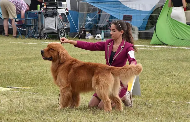 GOLDEN RETRIEVER-ciemnozłote,ZKwP,amerykańska linia, typ 9