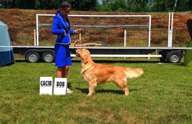 GOLDEN RETRIEVER-ciemnozłote,ZKwP,amerykańska linia, typ 10