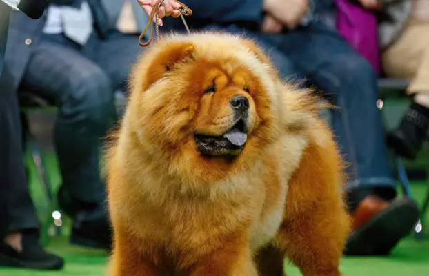 Chow-chow z rodowodem (po badanych rodzicach) 4