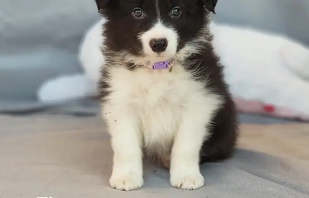 Border collie - Samiec ZkwP/FCI 1