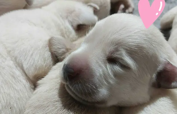 Labrador Retriever ZKwP/FCI Szczeniaki suczka piesek 3