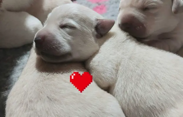 Labrador Retriever ZKwP/FCI Szczeniaki suczka piesek 4