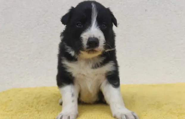 BORDER COLLIE rasowy pies z hodowli, czarno-biały 1