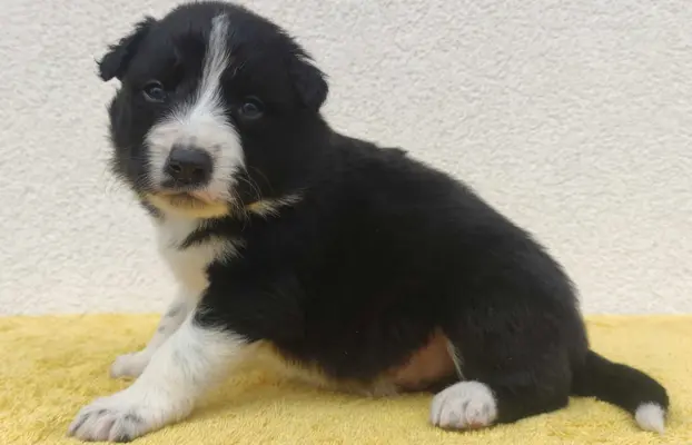 BORDER COLLIE rasowy pies z hodowli, czarno-biały 2