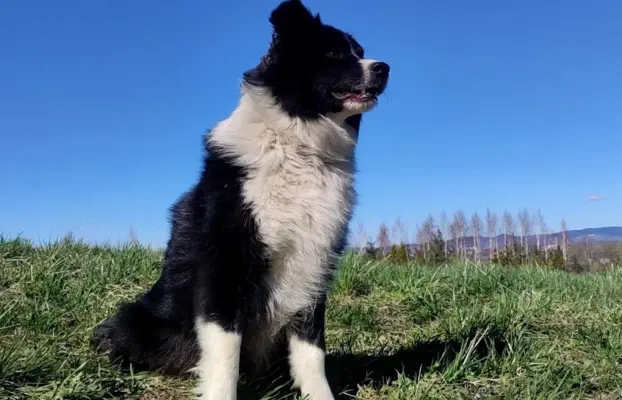 BORDER COLLIE rasowy pies z hodowli, czarno-biały 3