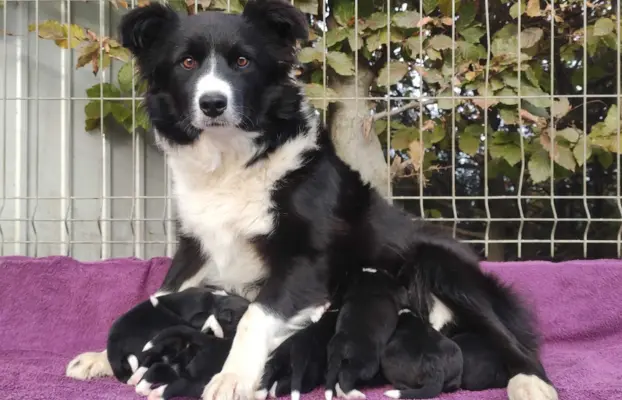 BORDER COLLIE rasowy pies z hodowli, czarno-biały 4