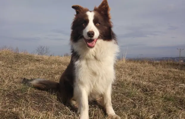 BORDER COLLIE rasowy pies z hodowli, czarno-biały 5