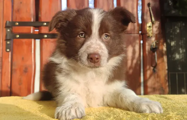 Rasowa Suczka Border Collie - Szczeniak z Hodowli z pełną do 2