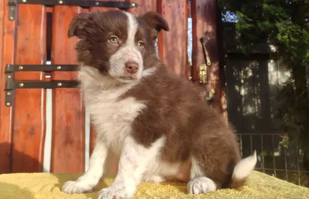 Rasowa Suczka Border Collie - Szczeniak z Hodowli z pełną do 1