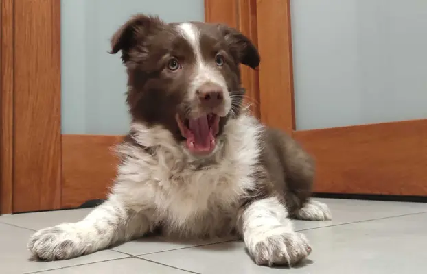 Rasowy Border Collie - piękny pies czekoladowo-biały 1