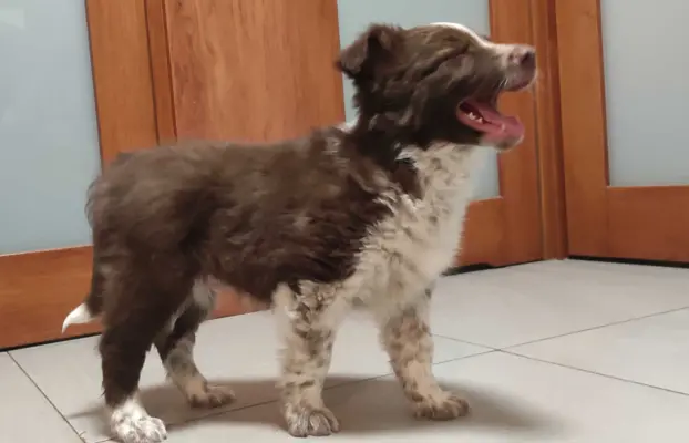 Rasowy Border Collie - piękny pies czekoladowo-biały 3