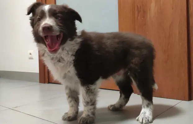 Rasowy Border Collie - piękny pies czekoladowo-biały 4