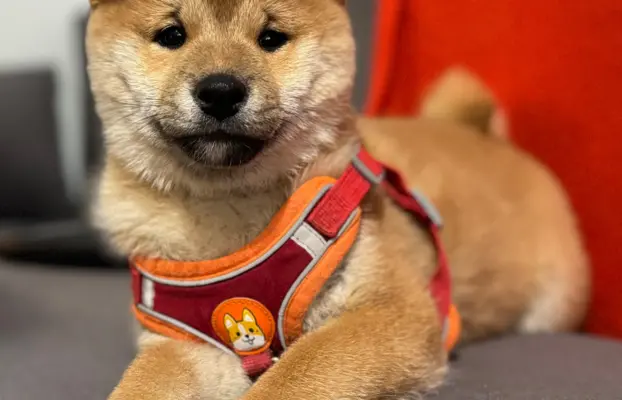 Shiba Inu szczeniaki 2