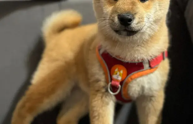 Shiba Inu szczeniaki 9