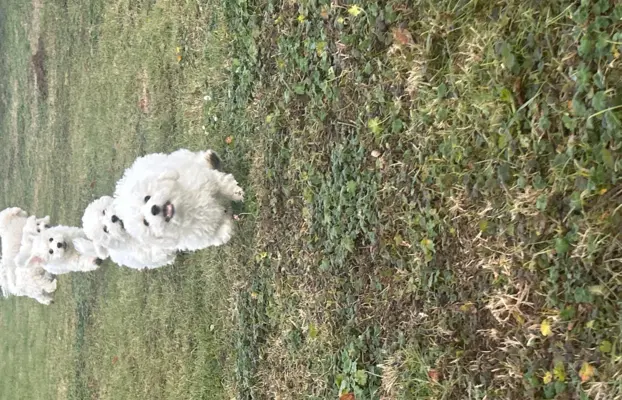 Szczeniak piesek bichon frise 2