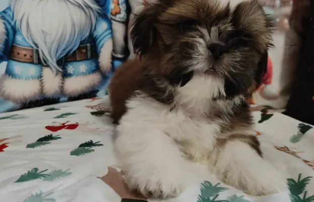 Shih Tzu pies chłopczyk czerwony 2