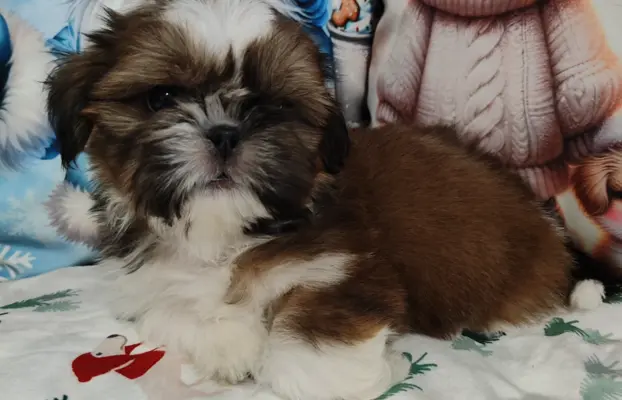 Shih Tzu pies chłopczyk czerwony 4