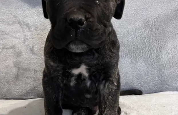 Szczeniaki Cane Corso Italiano 1