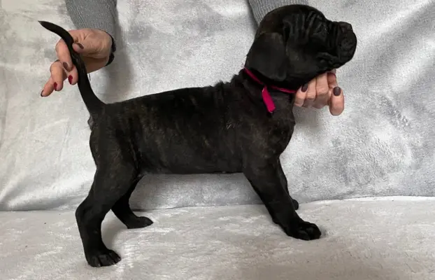 Szczeniaki Cane Corso Italiano 3