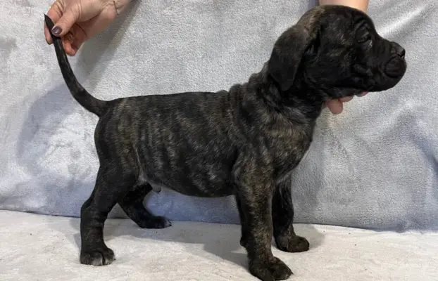 Szczeniaki Cane Corso Italiano 4