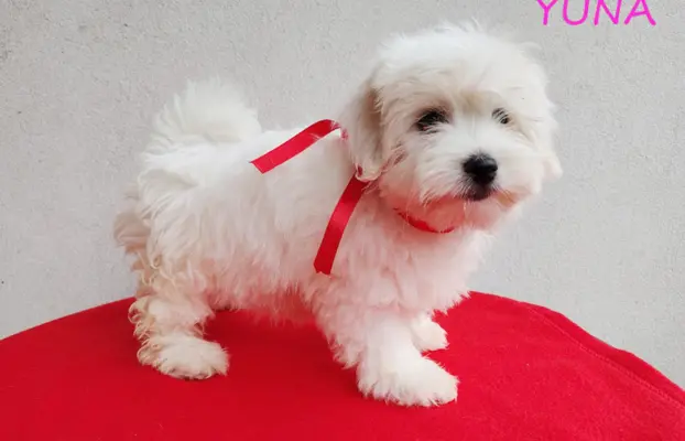 Suczka Coton De Tulear Szczenię szczeniak Kraków YUNA 2