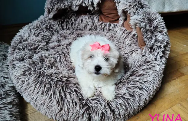 Suczka Coton De Tulear Szczenię szczeniak Kraków YUNA 5