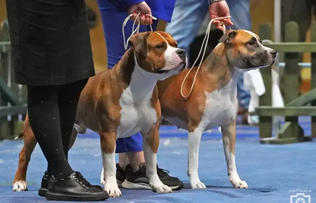 Amstaff - samiec -SWEET GENTELMAN 6