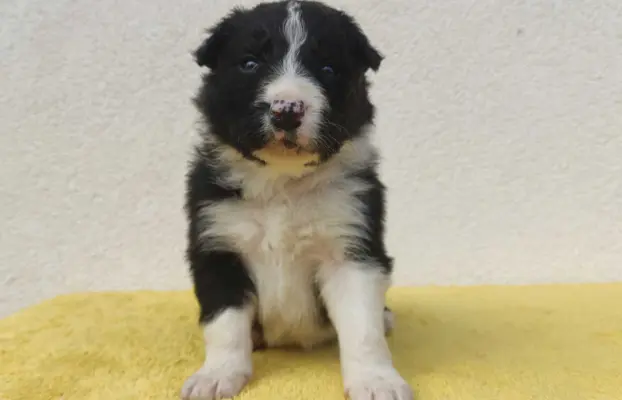 BORDER COLLIE piękne rasowe szczenię z hodowli 1