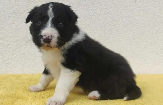 BORDER COLLIE piękne rasowe szczenię z hodowli 2