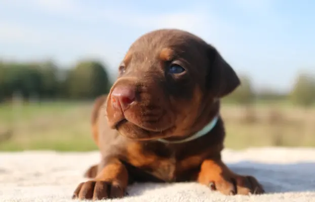 Doberman Szczenięta już są - wyjątkowe skojarzenie ZKWP/FCI 1