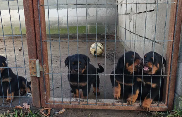 Szczeniaki rasy Rottweiler 1