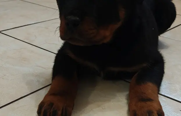 Szczeniaki rasy Rottweiler 2