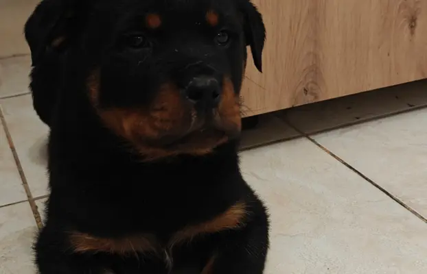 Szczeniaki rasy Rottweiler 4