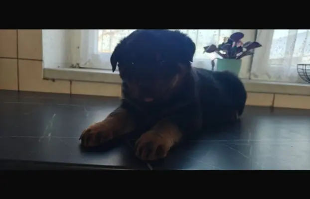 Szczeniaki rasy Rottweiler 6