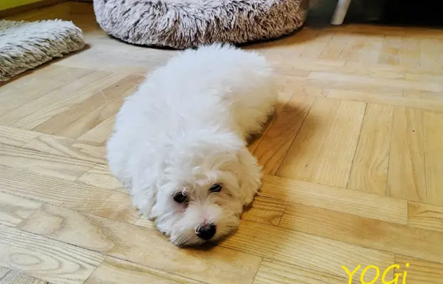 Samiec Piesek Coton De Tulear Szczenię szczeniak Kraków YOGI 4