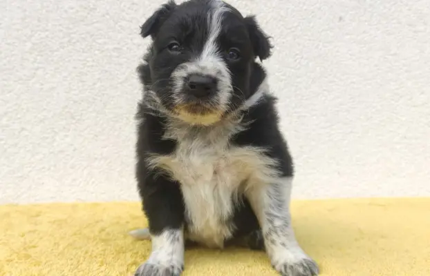 BORDER COLLIE rasowy szczeniak z hodowli, pełna dok. hodowla 4