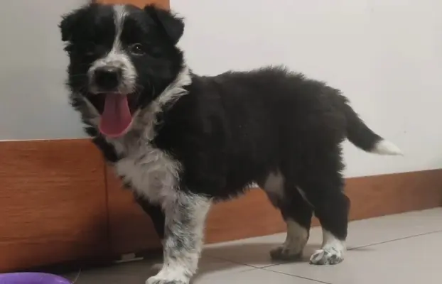 BORDER COLLIE rasowy szczeniak z hodowli, pełna dok. hodowla 1