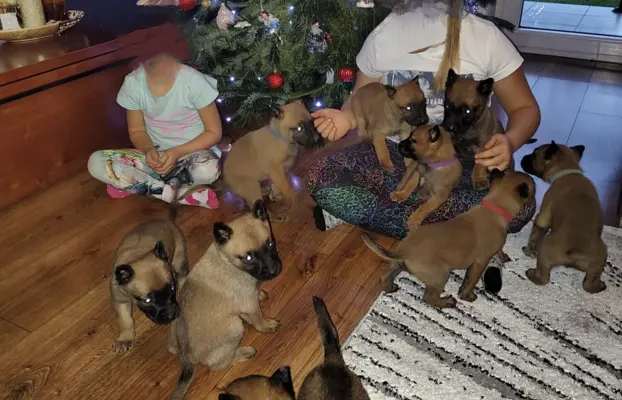 Owczarek Belgijski Malinois Szczeniaki 8