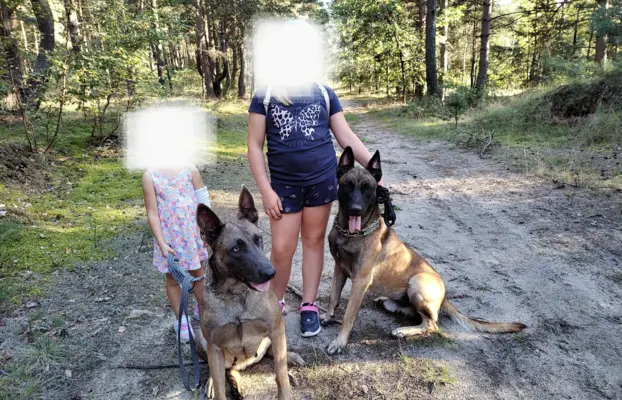 Owczarek Belgijski Malinois Szczeniaki 9