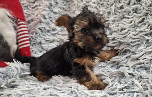 Yorkshire Terrier Do Rezerwacji 1