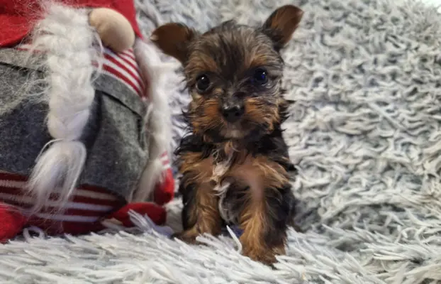 Yorkshire Terrier Do Rezerwacji 6