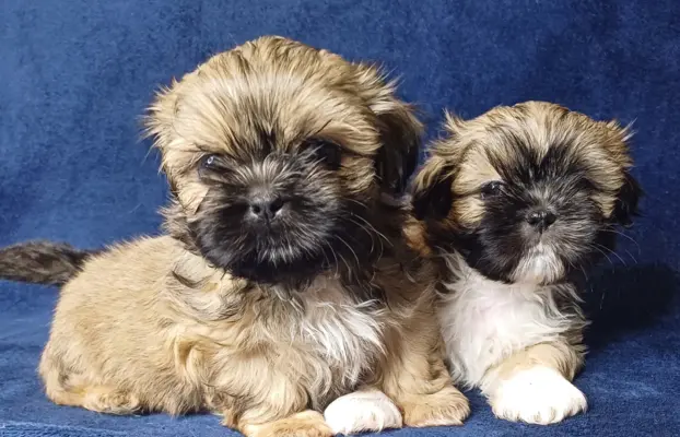 Shih Tzu cudne maluszki tricolor 1